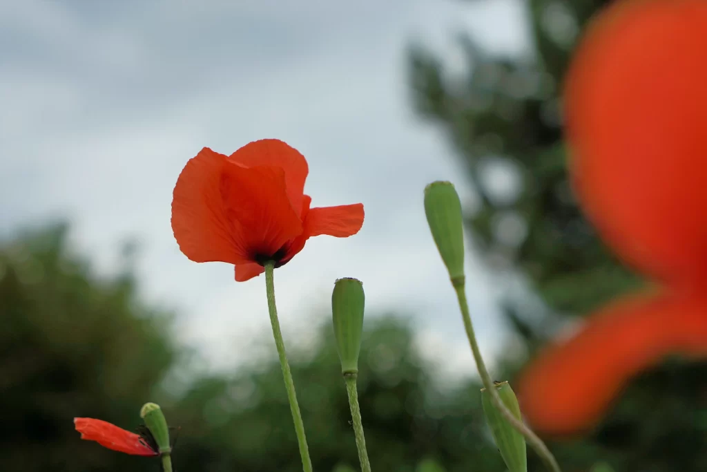 Red Corn Poppy Petals Stems gray Green