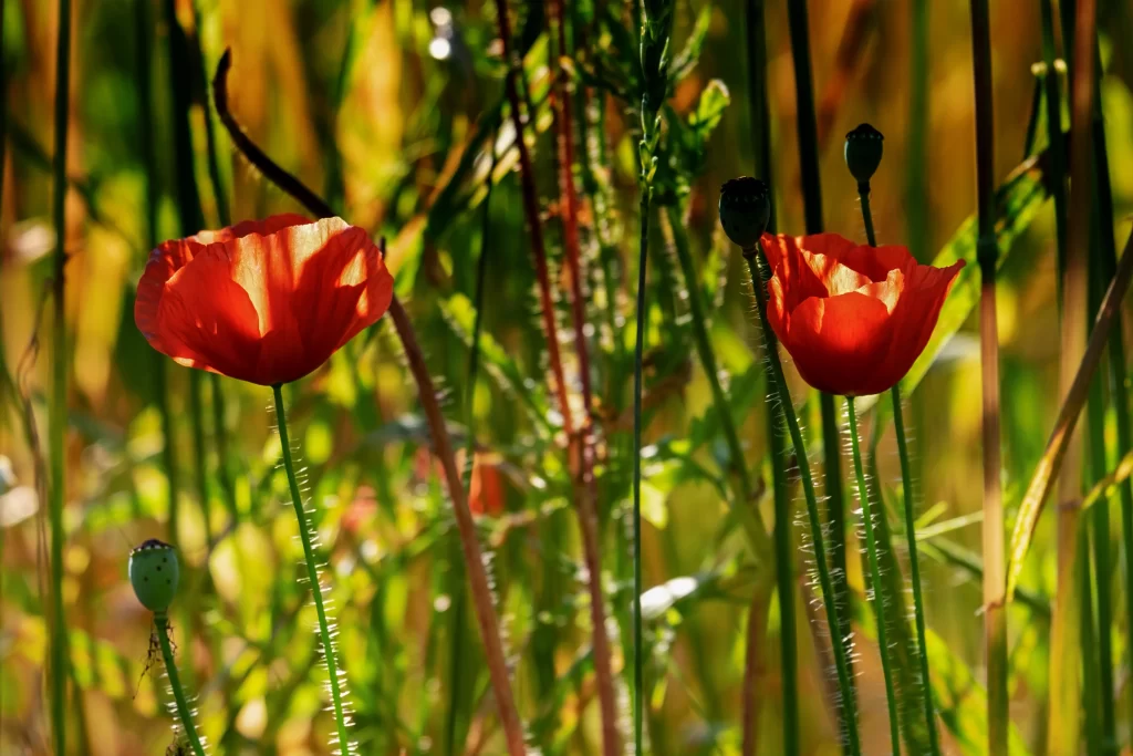 Red Corn Poppy Petals Stems warm Greenery