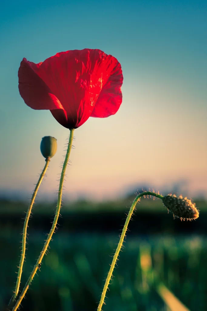 Red Corn Poppy Petals Stems gray Green