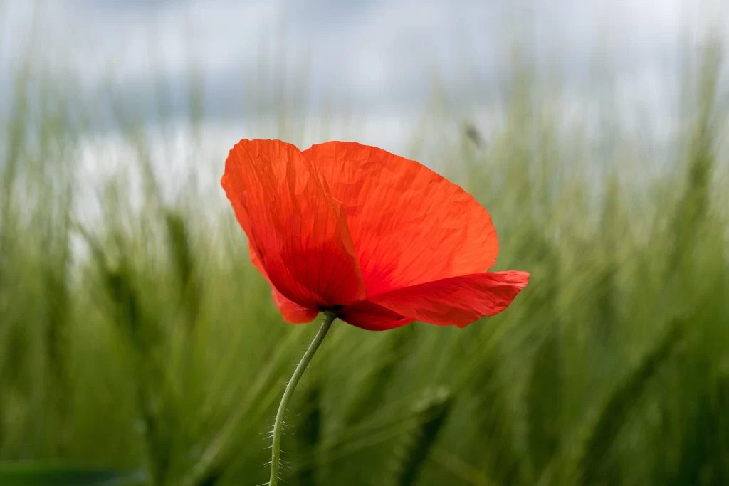 Red Corn Poppy Petals Stem Green