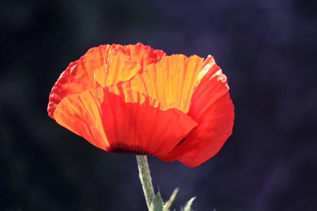 Red Corn Poppy Petals Sunlight