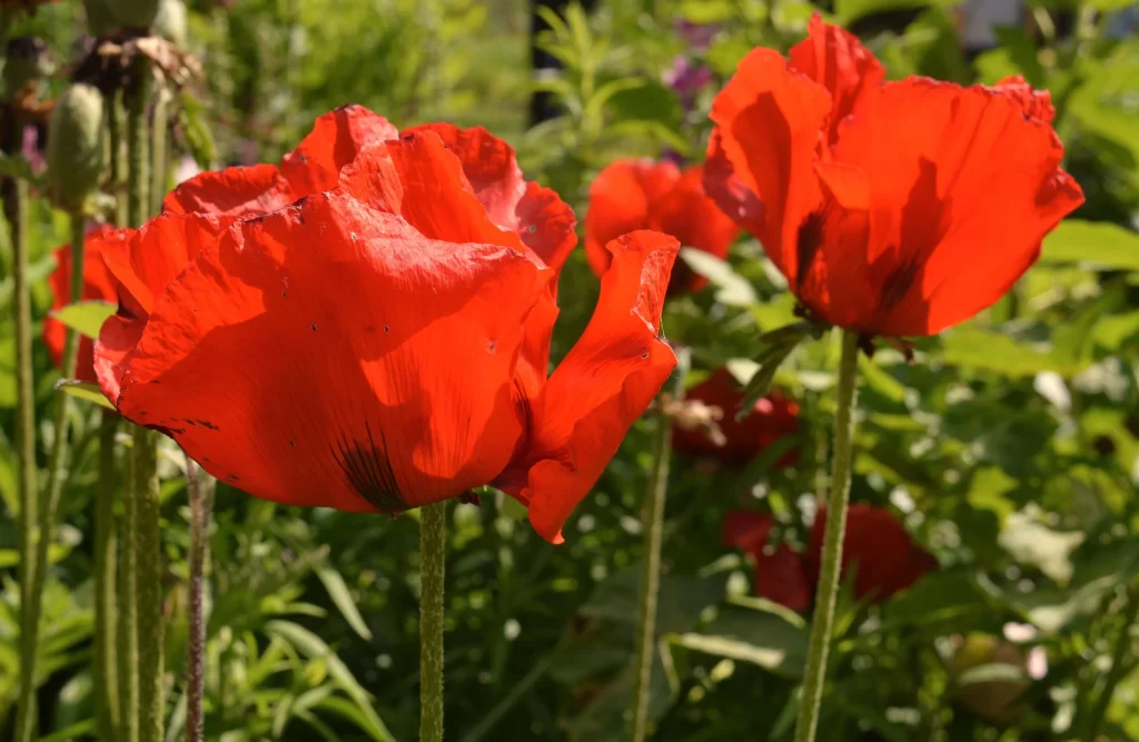 Red Corn Poppy Petals Sunlight Greenery