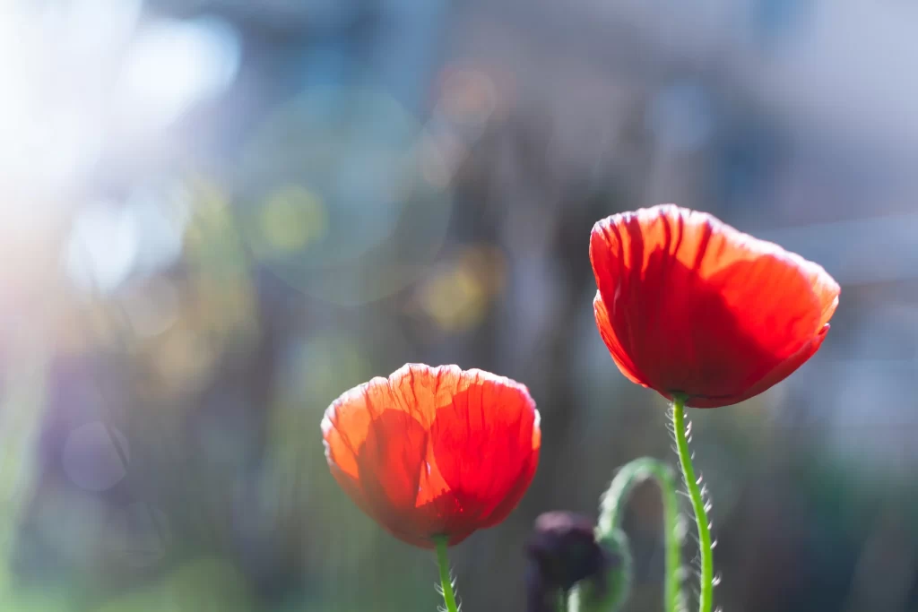 Red Corn Poppy Petals Sunlight gray Backlight