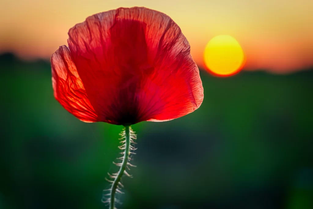 Red Corn Poppy Petals Sunlight gray Backlight