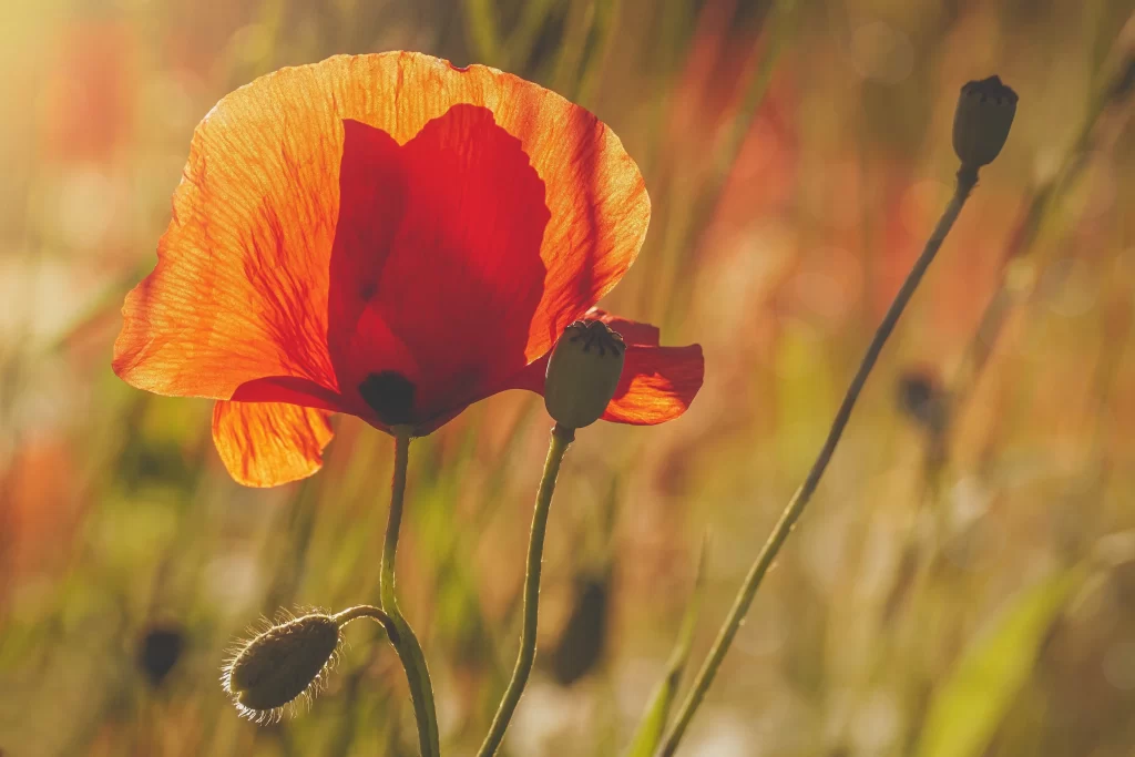 Red Corn Poppy Petals Sunlight Silhouette
