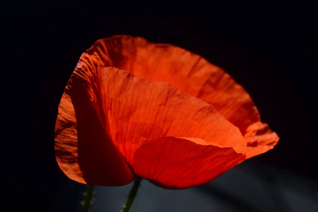 Red Corn Poppy Petals Texture Shadow