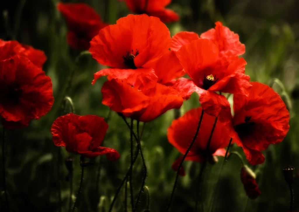 Red Corn Poppy Petals Vibrant warm Greenery