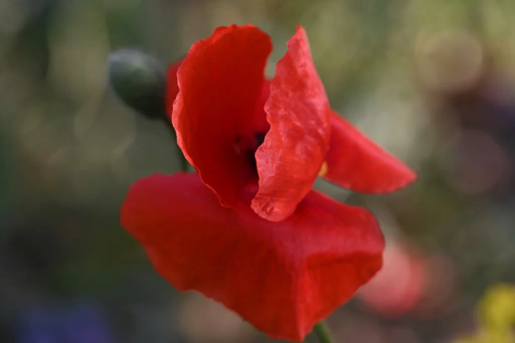 Red Corn Poppy Petals Vibrant warm Greenery
