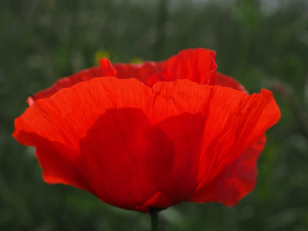 Red Corn Poppy Petals Vivid Green Background