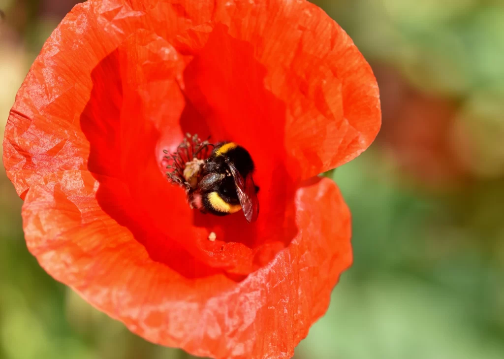Red Corn Poppy Petals warm Bee