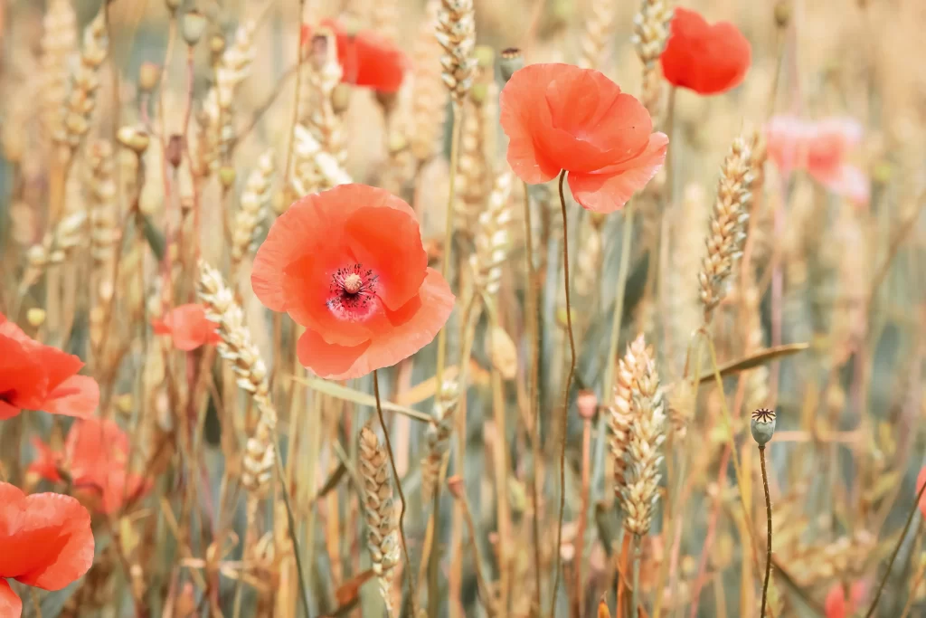 Red Corn Poppy Petals Wheat warm Field