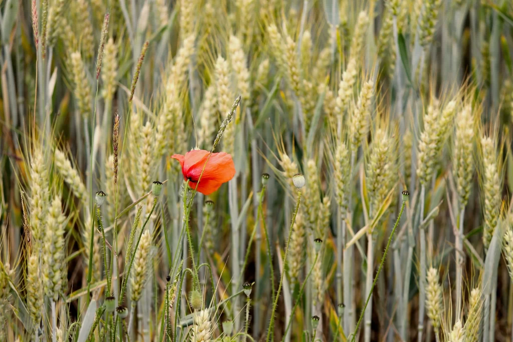 Red Corn Poppy Petals Wheat warm Field