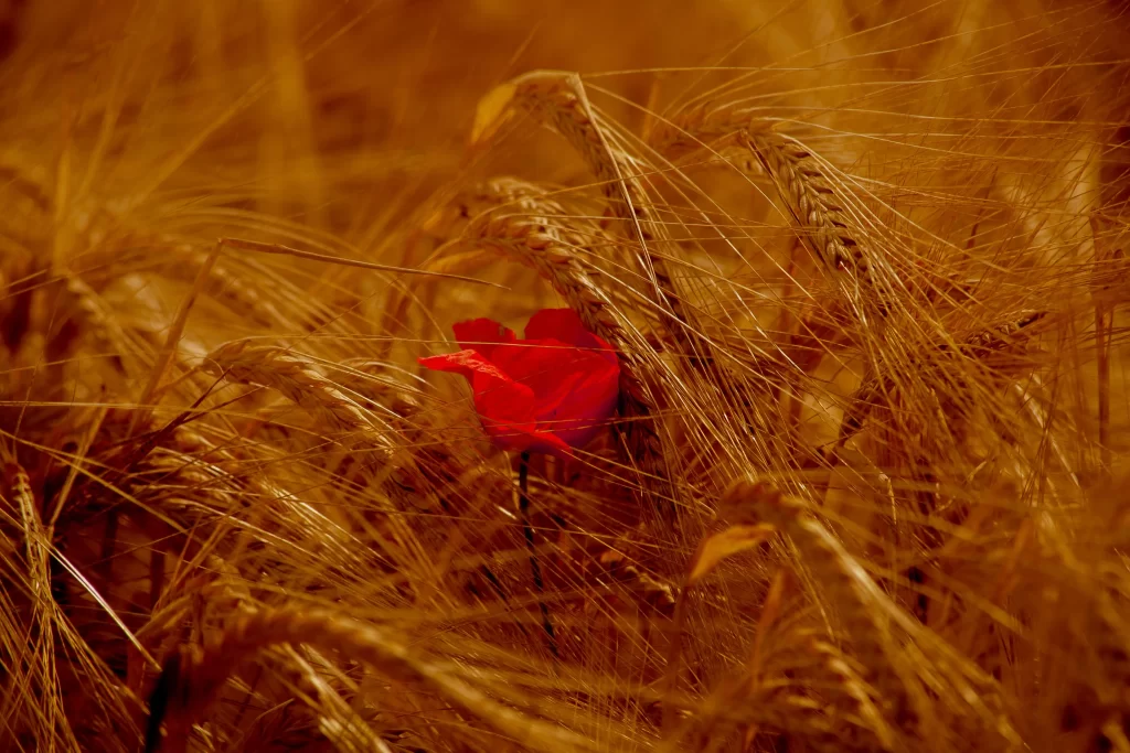 Red Corn Poppy Petals Wheat warm Field