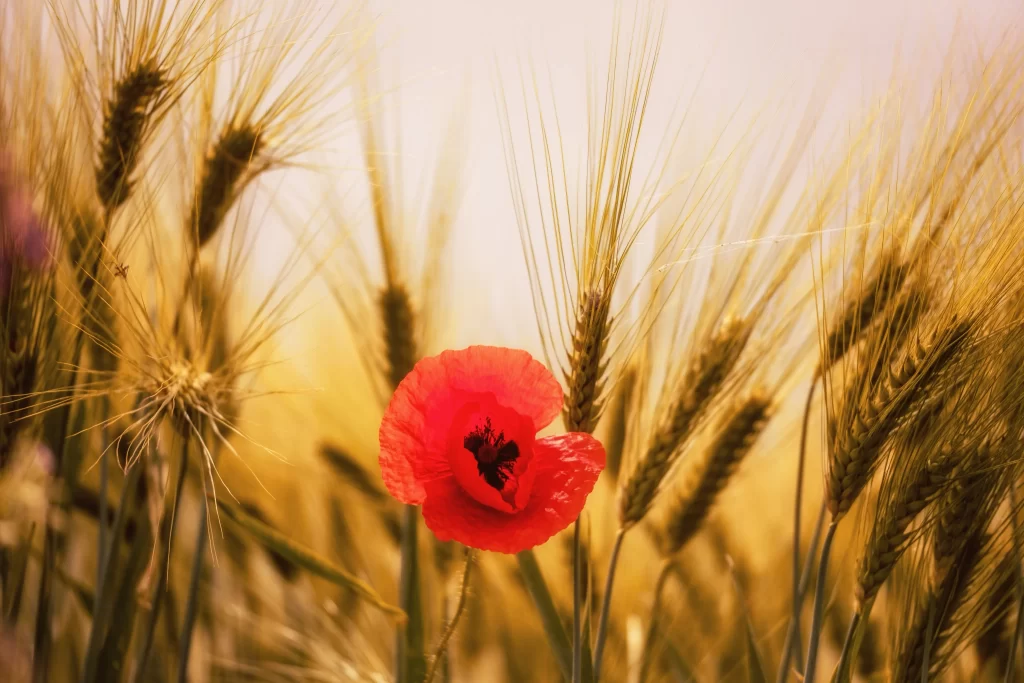 Red Corn Poppy Petals Wheat warm Field