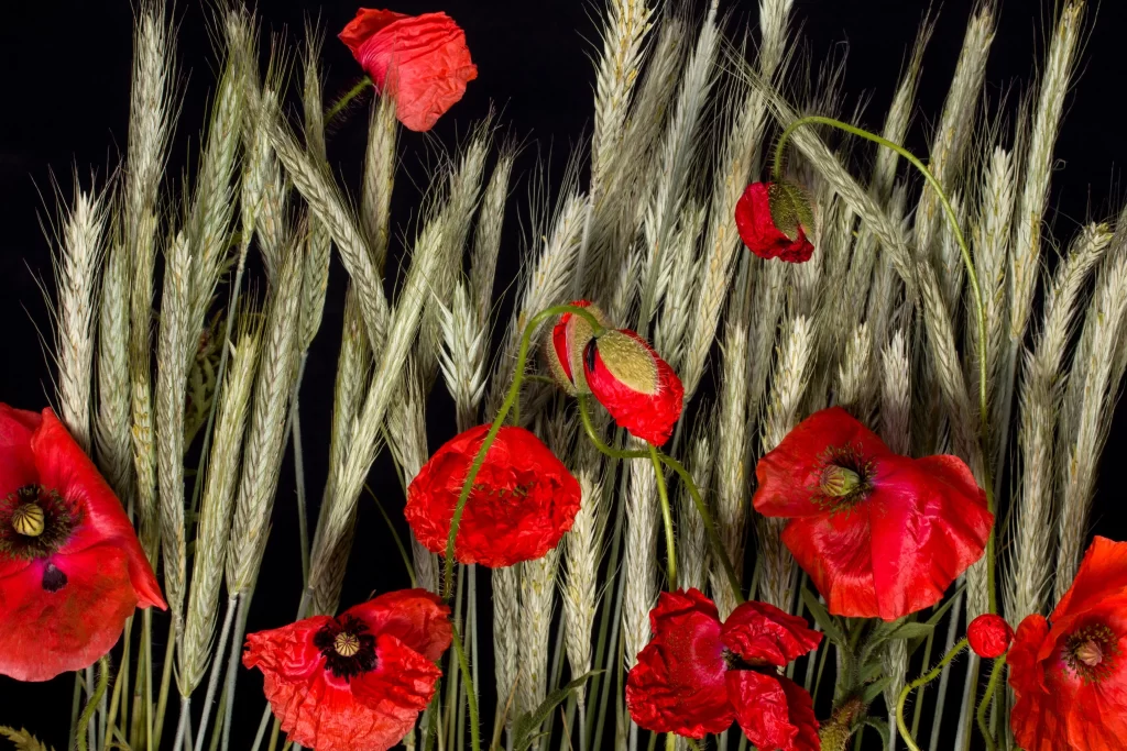 Red Corn Poppy Petals Wheat Stalks Black Background