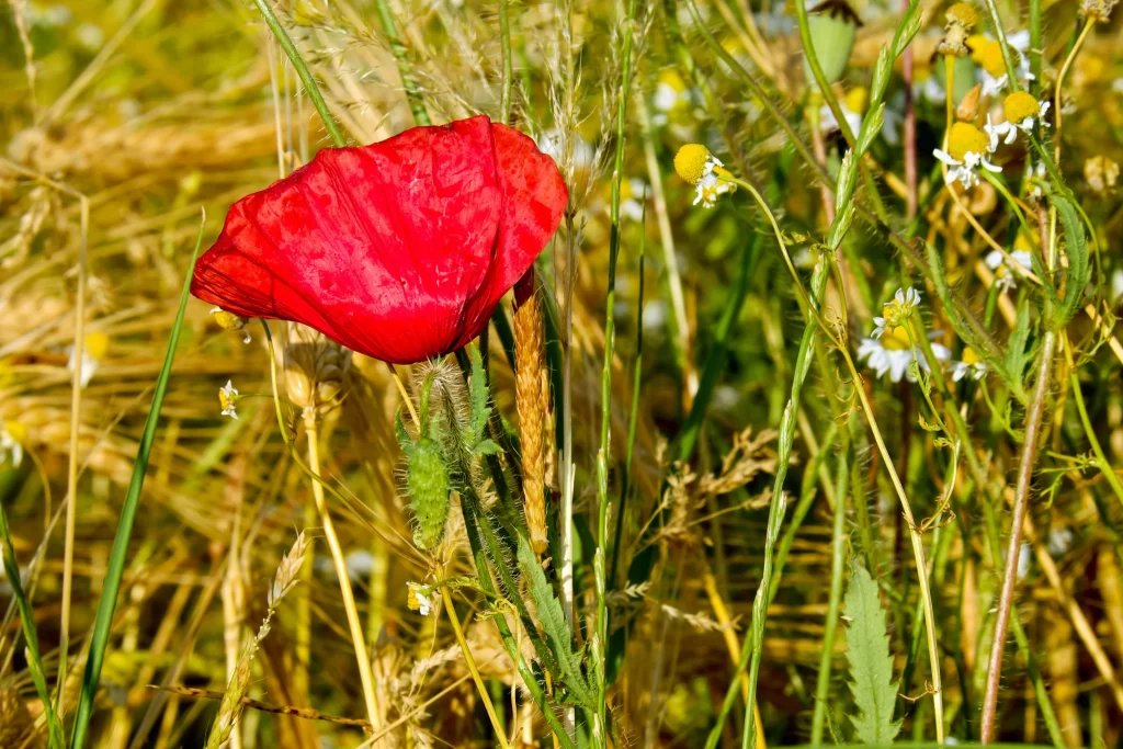 Red Corn Poppy Petals Wildflower Greenery Yellow