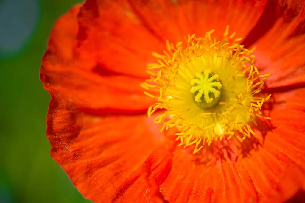 Red Corn Poppy Petals Yellow Center Stamen