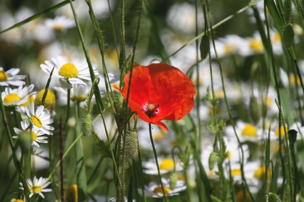 Red Corn Poppy Petals Yellow Center Green gray Stems