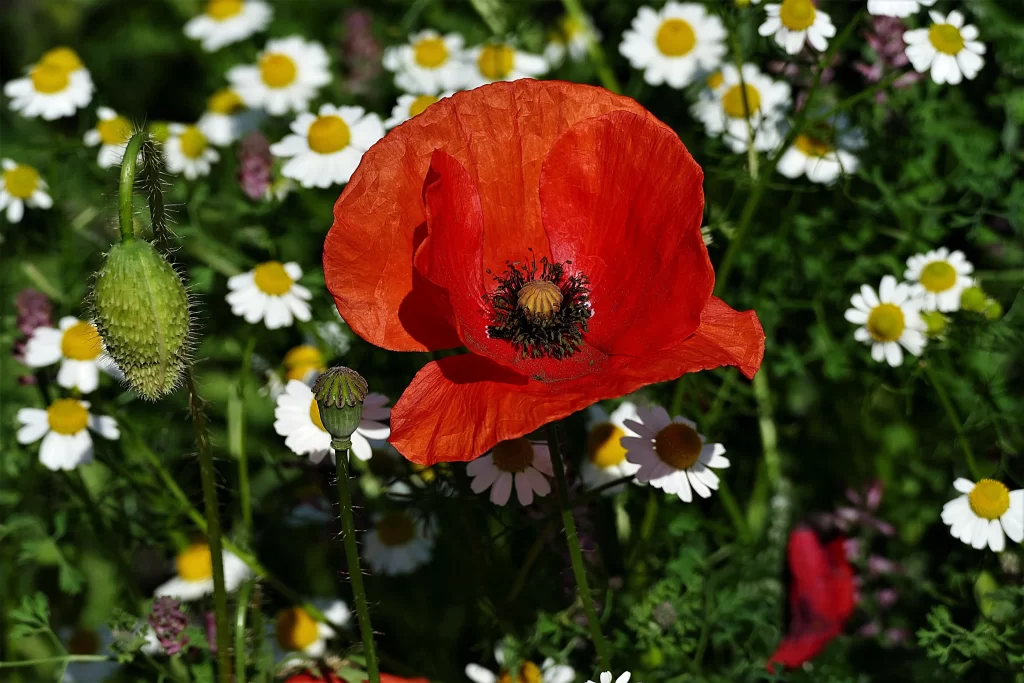 Red Corn Poppy Petals Yellow Center Green warm Stalk