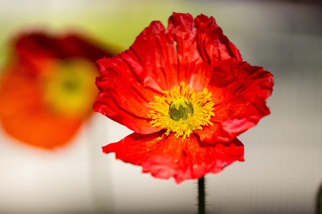 Red Corn Poppy Petals Yellow warm Center