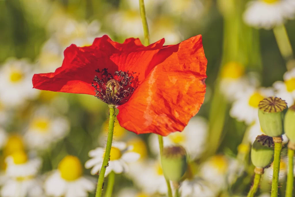 Red Corn Poppy Petals Yellow White Daisies Green Stems