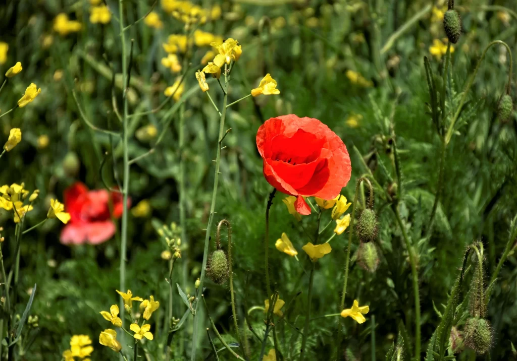Red Corn Poppy Petals Yellow Wildflowers Green Foliage