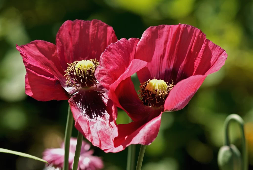 Red Corn Poppy Petals Yellow warm Center