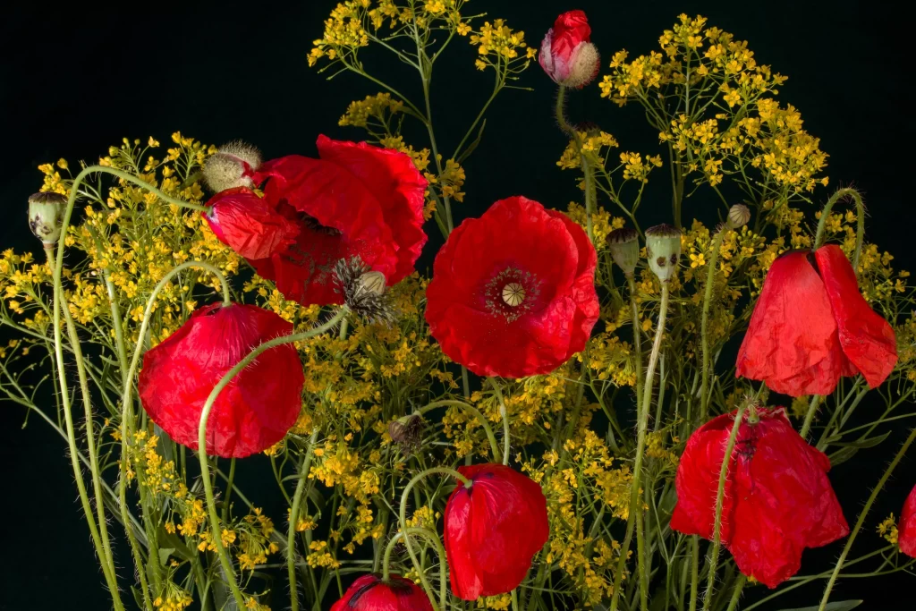 Red Corn Poppy Petals Yellow Blooms Green Stems