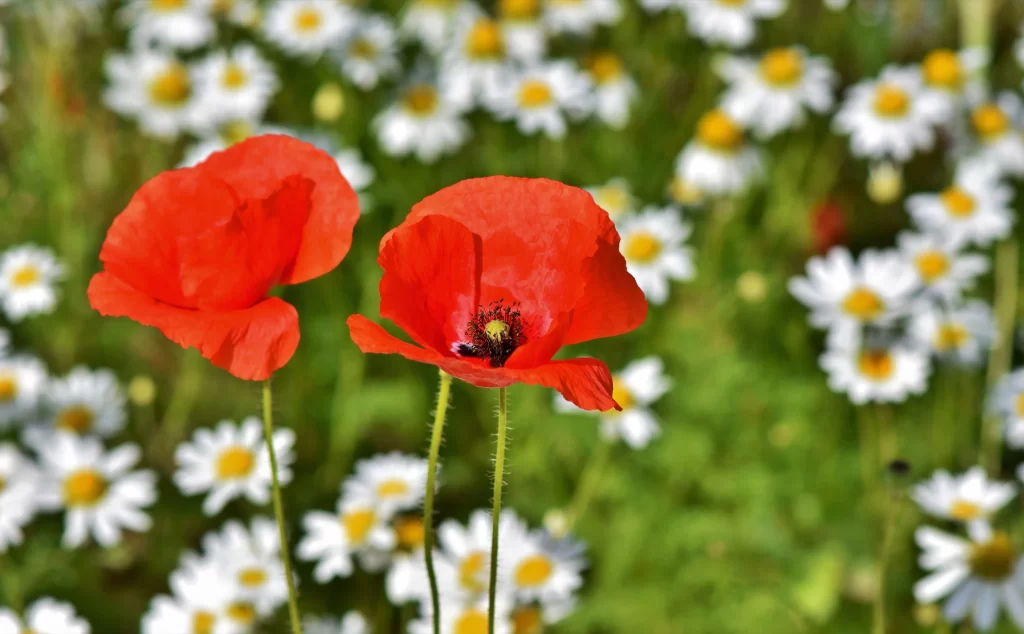 Red Corn Poppy Petals Yellow Center Green warm Stems