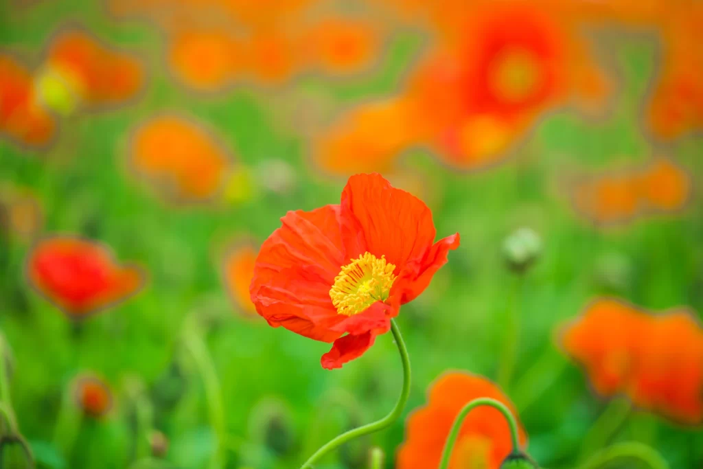 Red Corn Poppy Petals Yellow Center Green warm Stalk