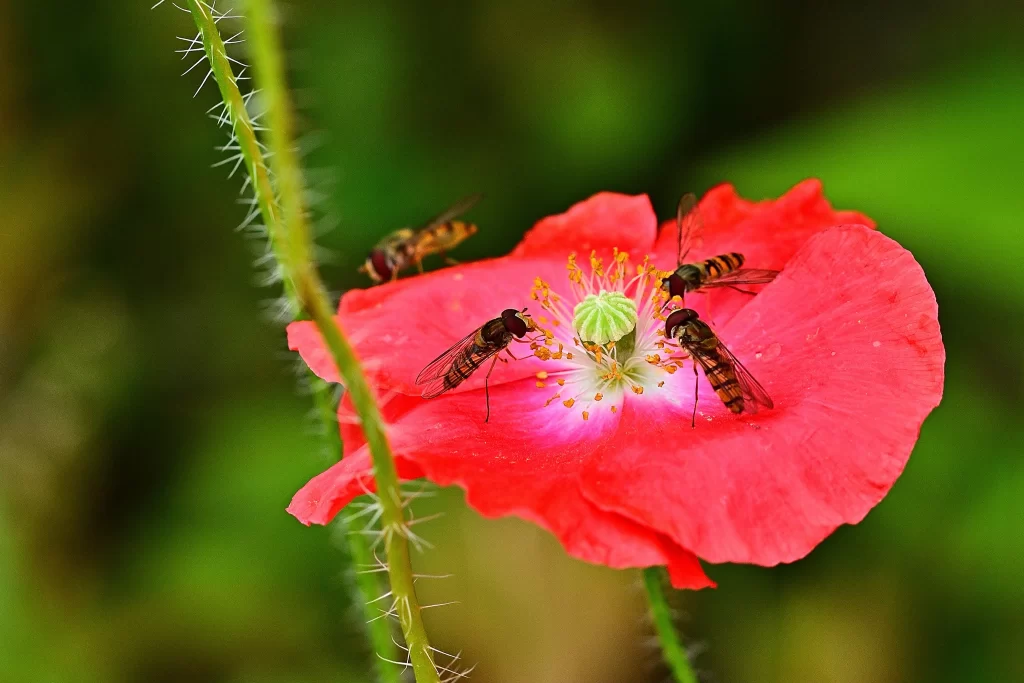 Red Corn Poppy Petals Yellow Stamen Green Stalk