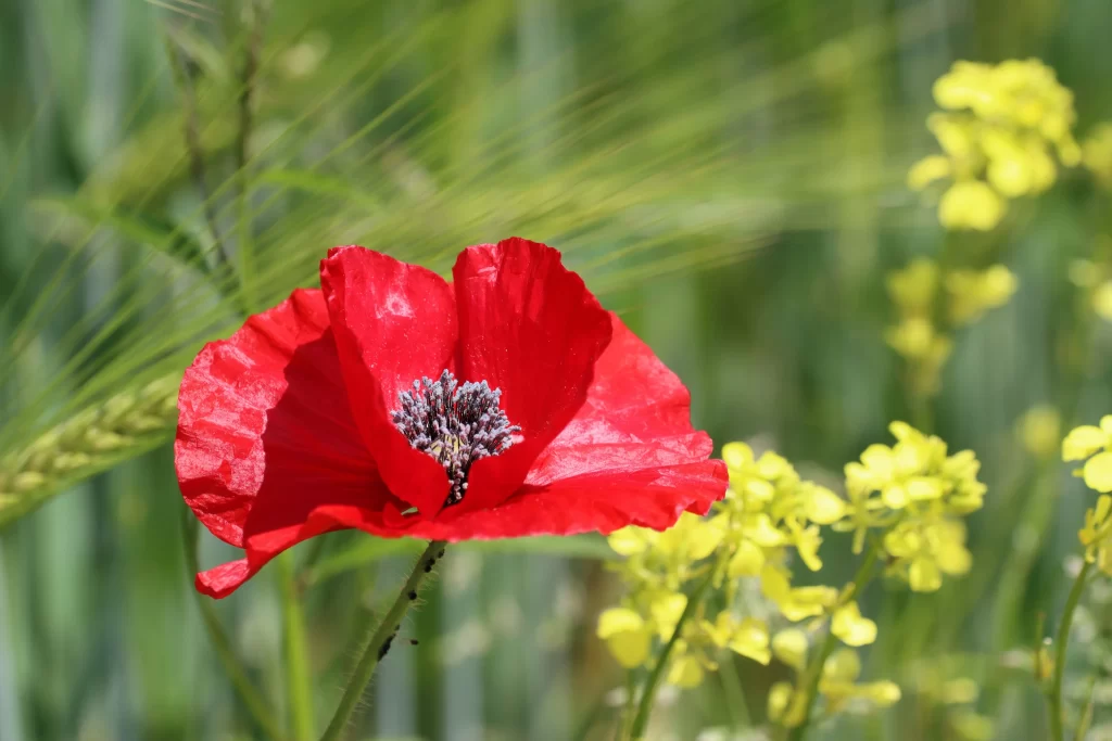 Red Corn Poppy Petals Yellow Blooms