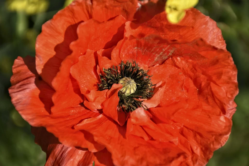 Red Corn Poppy Ruffled Petals Black Center