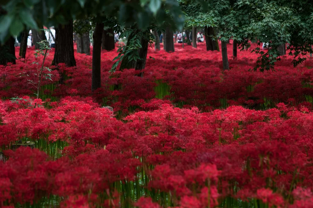 Red Flower Dense Forest Vivid Greenery