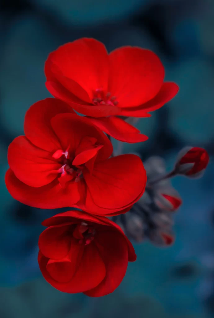 Red Geranium Petals Blooming