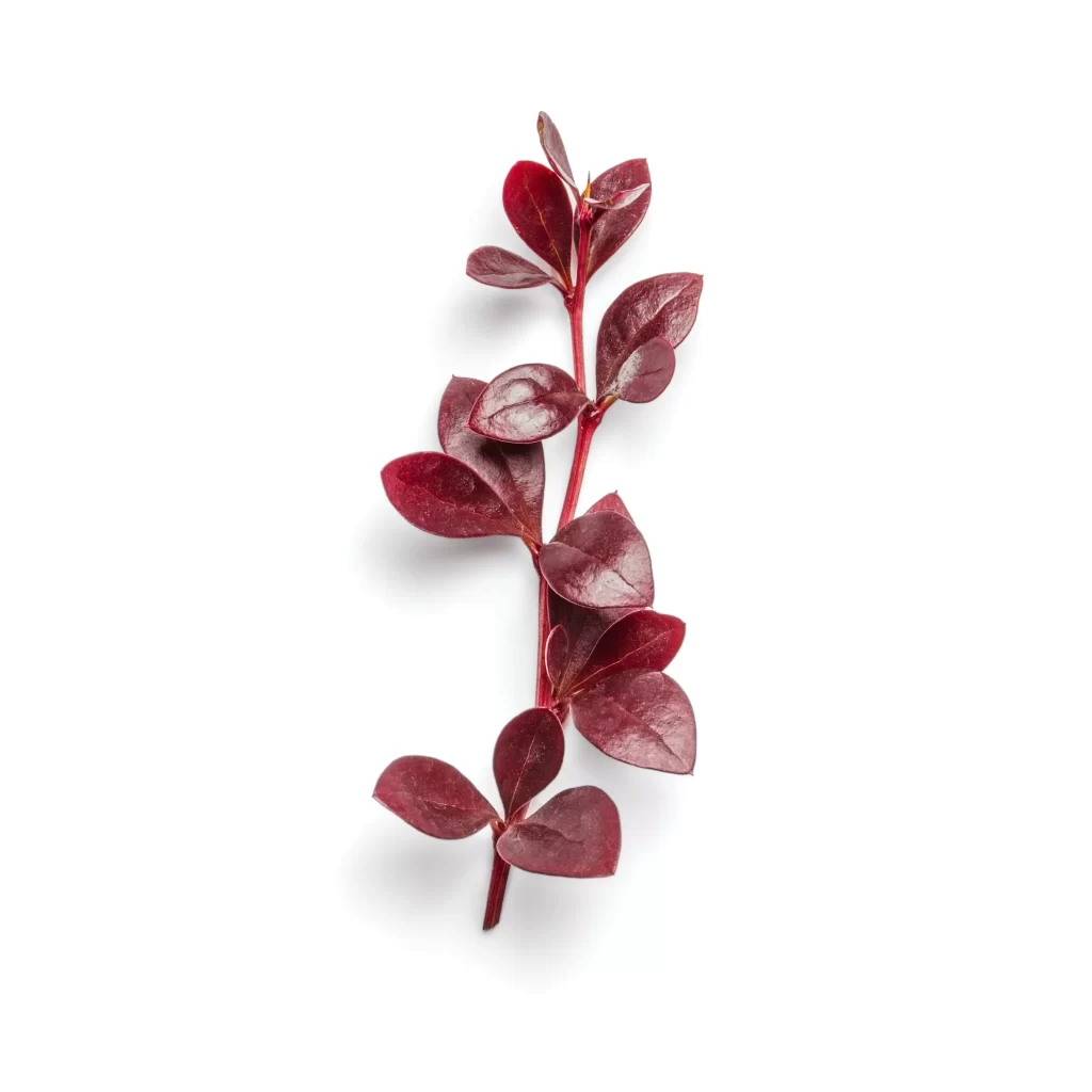 Red Leaves Branch Glossy Heart-shaped