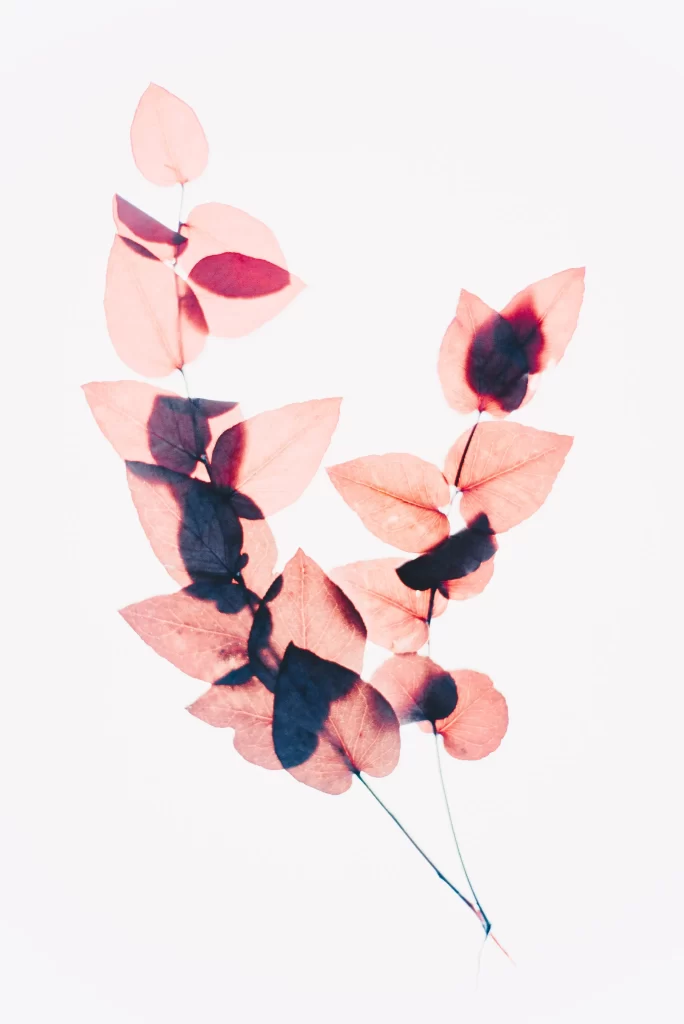Red Leaves Transparent Delicate Veins