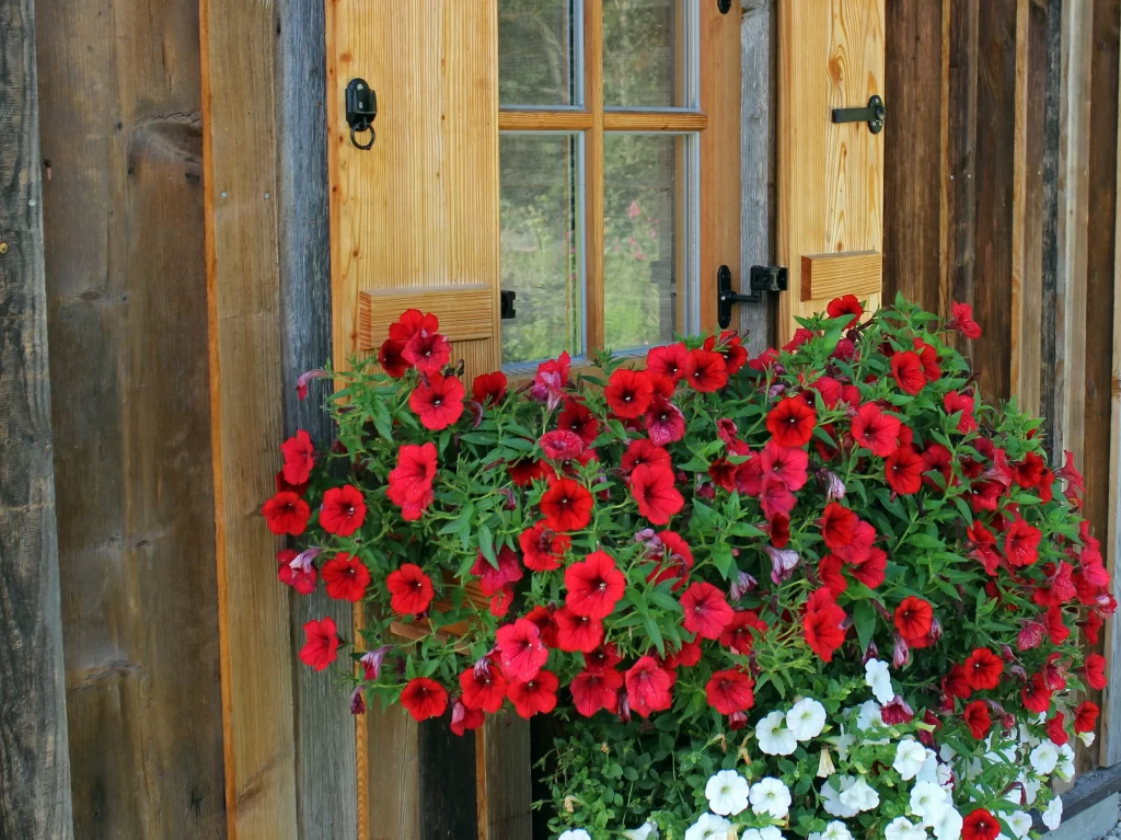 Red Morning Glory Blooms Lush Greenery Wooden Window