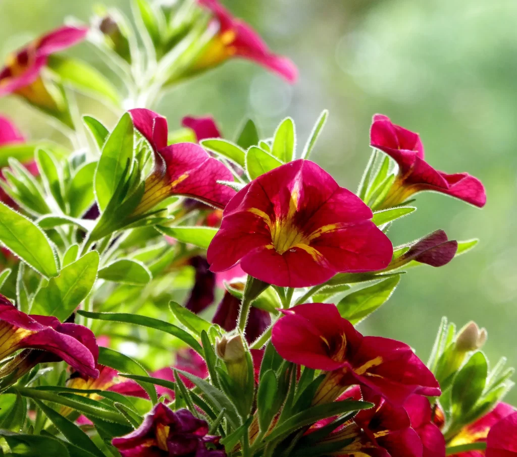 Red Morning Glory Petals Yellow Center Green Leaves
