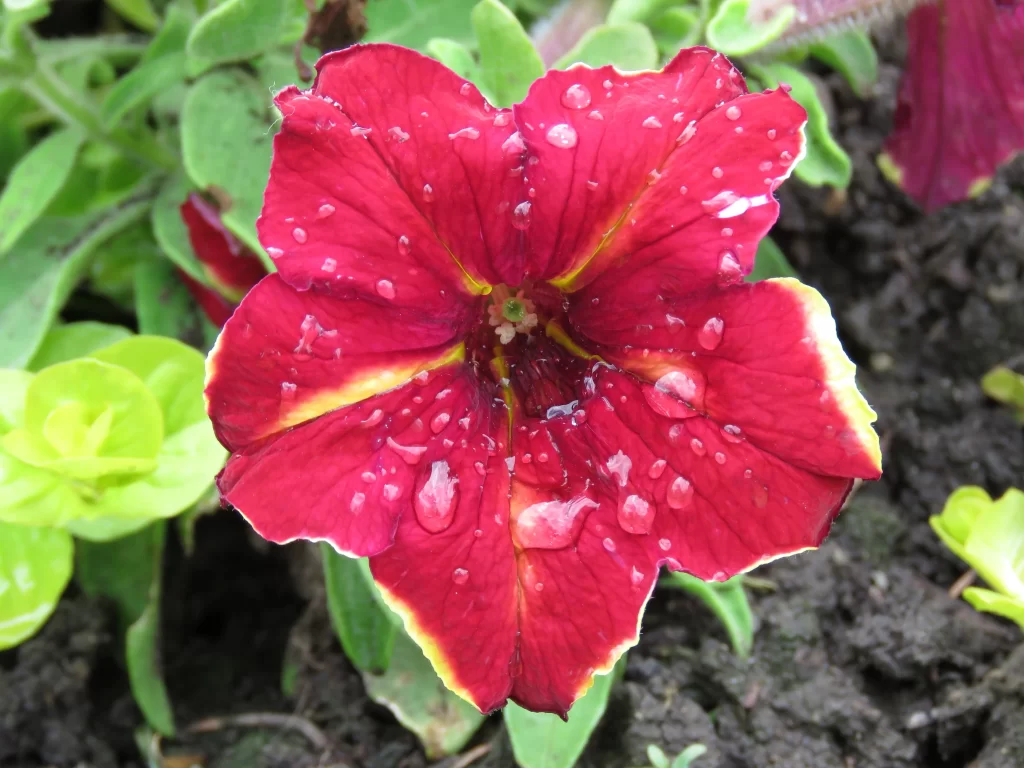 Red Morning Glory Petals Dewdrops Yellow Center
