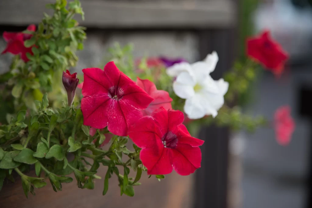 Red Morning Glory Petals Leaves White
