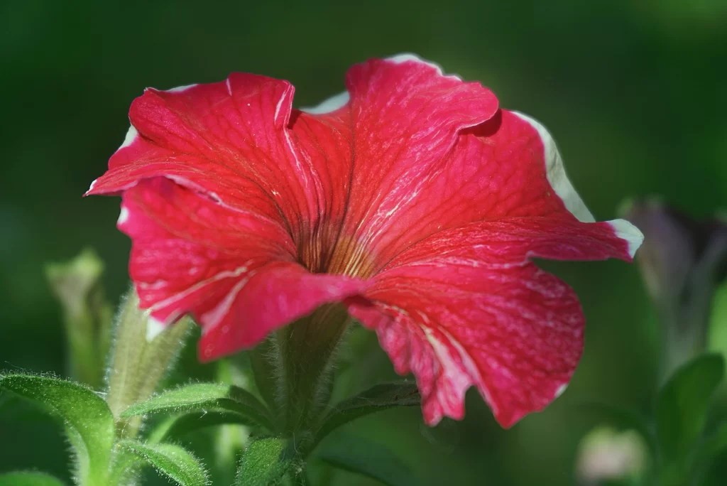 Red Morning Glory Petals Veins Edges