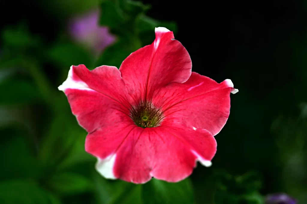 Red Morning Glory Petals Edges White Center