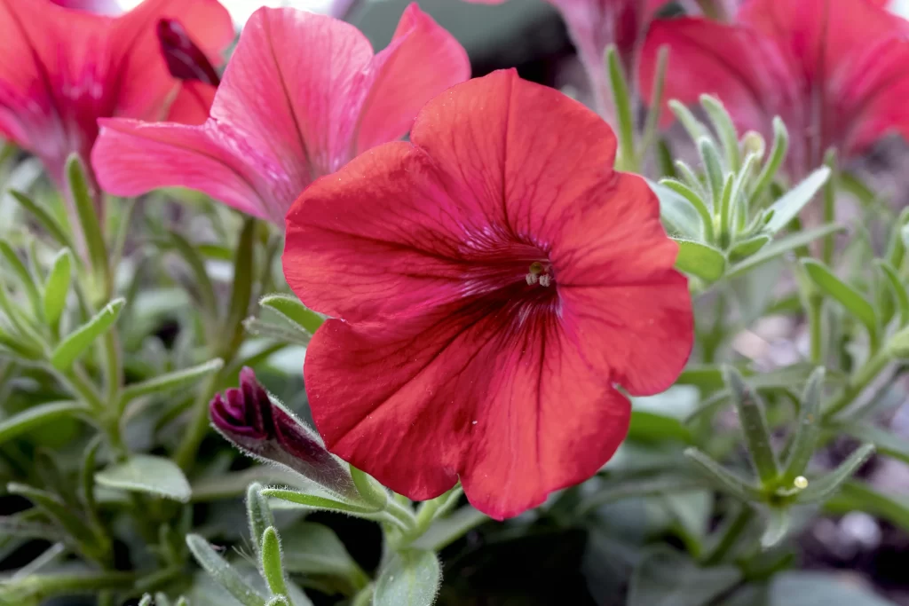 Red Morning Glory Petals Leaves
