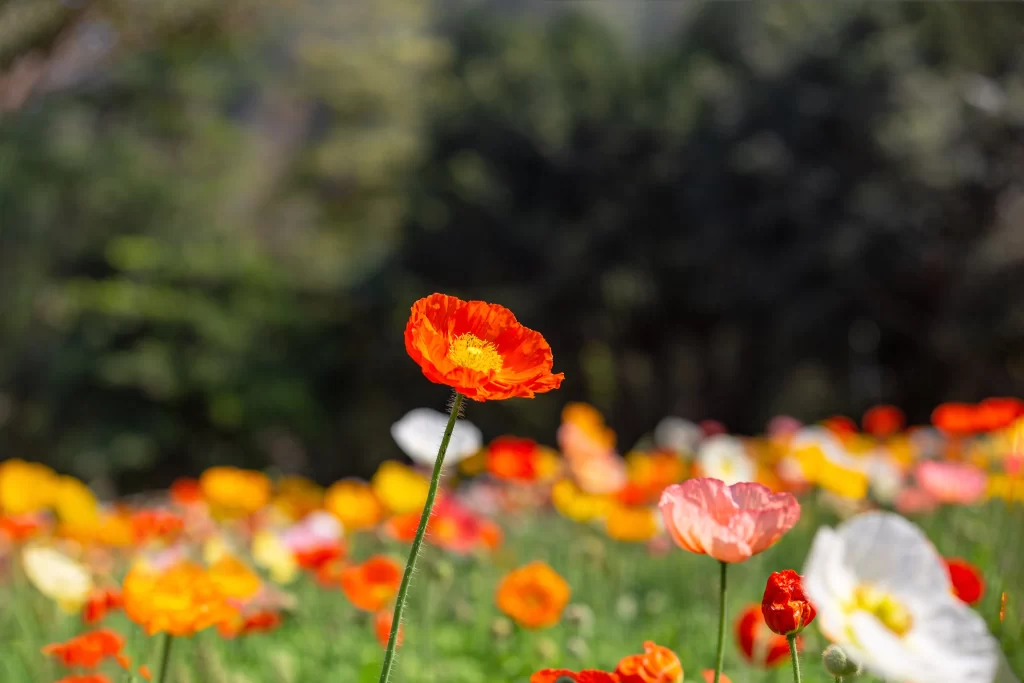 Red Orange Yellow White Petals Corn Poppy Field