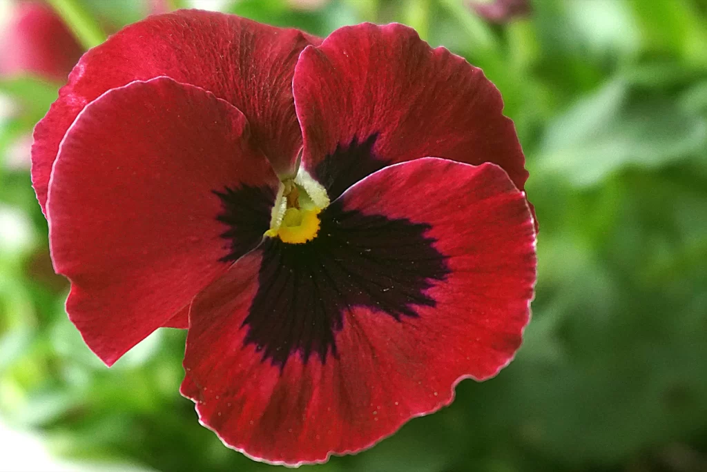 Red Pansy Deep Purple Center Yellow Heart Petals