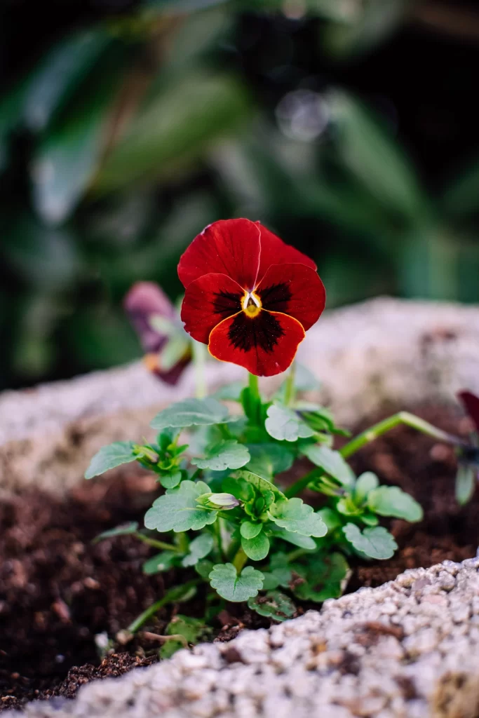 Red Pansy Petals Yellow Center Green gray Leaves