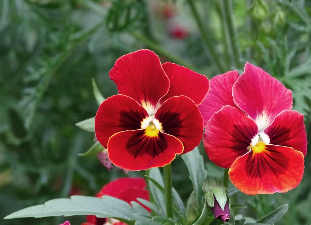Red Pansy Petals Yellow Center Green gray Leaves