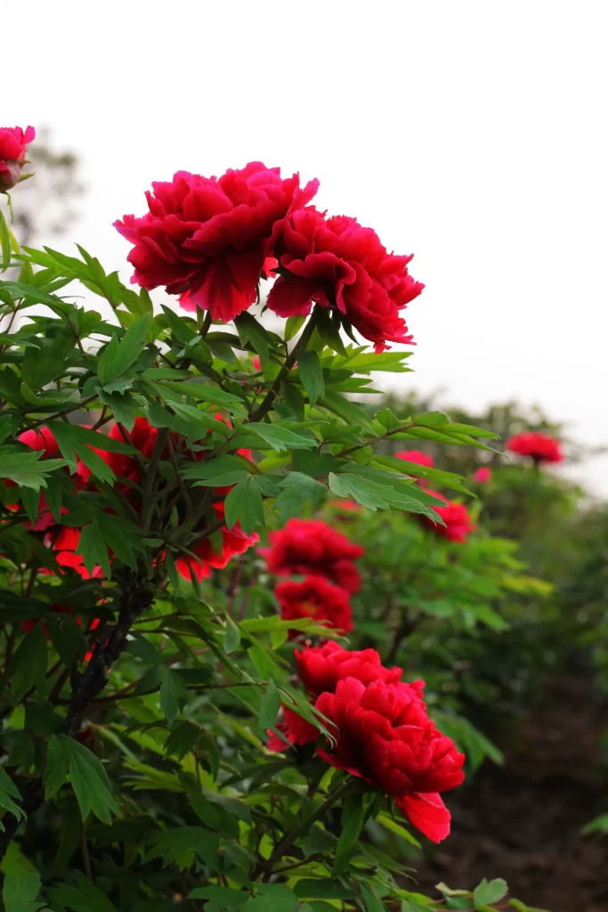 Red Peony Full Petals Green Leaves