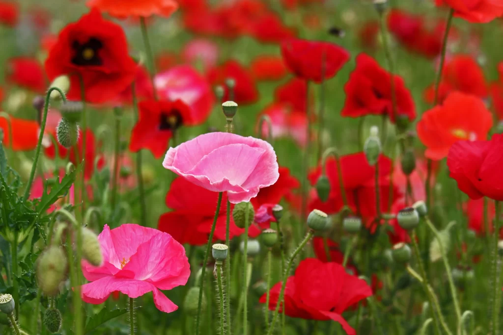 Red Pink Poppy Petals Green Stems
